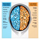 Search for function posters Brain