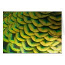 Search for peacock note cards Nature