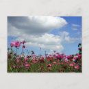 Search for sun flower postcards Pink