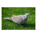 Search for white dove peace posters Elegant