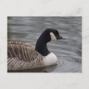 Search for water ripples postcards Lake