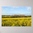 Search for canola posters Rapeseed
