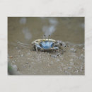 Search for cute crab postcards Animal