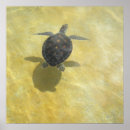 Search for sea turtle travel posters Ocean