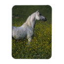 Search for arabs magnets Horse