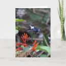 Search for hummingbird cards Photography