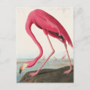 Search for vintage flamingo postcards Retro