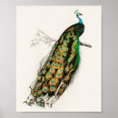 Search for tail feathers art Peafowl