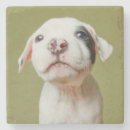 Search for pit bull coasters Pet