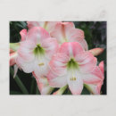 Search for lying postcards Flowers