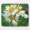 Search for asters electronics Summer