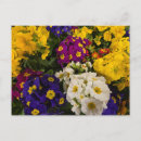 Search for primrose postcards Yellow