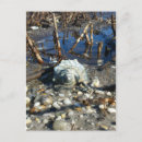 Search for two shells postcards Ocean
