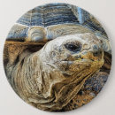 Search for tortoise badges Animals
