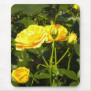 Search for gardener electronics Roses