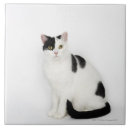 Search for black and white spotted tiles Animal