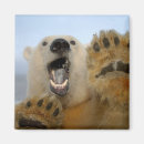 Search for threatened magnets White bear