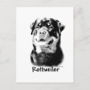 Search for rottweiler postcards Rottie