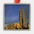 Search for norte Cactus