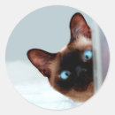 Search for peeking cat stickers Cute