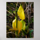 Search for cabbage art Yellow