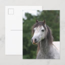 Search for dapple grey postcards Breed