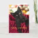 Search for new kitten cards Black cat