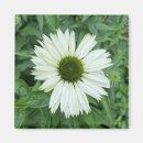 Search for green daisy magnets Flower