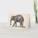 Search for animal sketch cards Antique