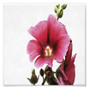 Search for hollyhock posters Floral