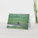 Search for american bison cards Animal