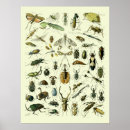 Search for insecte posters Insects