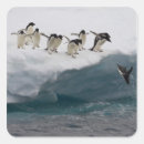 Search for adelie penguin stickers Wildlife