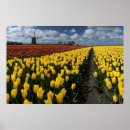 Search for dutch flower posters Field