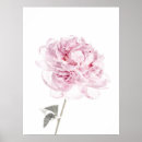 Search for peony art Peonies