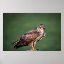 Search for eagle hunter posters Wildlife