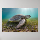 Search for green turtle posters Beach
