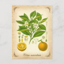 Search for seville oranges Vintage