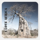Search for baobabs Nature