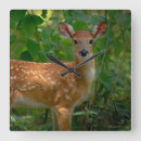 Search for fawn clocks Nature