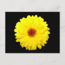 Search for calendula postcards Garden