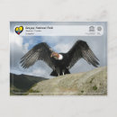 Search for andean postcards Condor