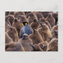 Search for antarctica postcards King penguin