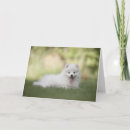 Search for pomeranian birthday cards Cute