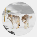 Search for timber wolf stickers Snow