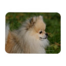Search for spitz magnets Pomeranian