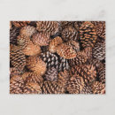 Search for bristlecone pine postcards Forest