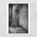 Search for elephant face postcards Nature