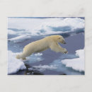 Search for polar bear postcards Blue