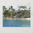 Search for bottlenose postcards Mammal